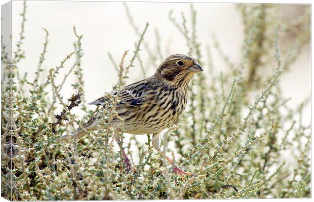 Corn Bunting Canvas Print by Jacqueline Burrell