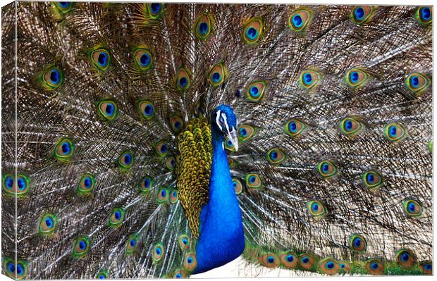 Proud as a Peacock Canvas Print by Jacqueline Burrell