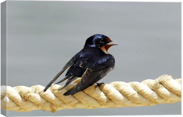 Barn Swallow Canvas Print by Jacqueline Burrell