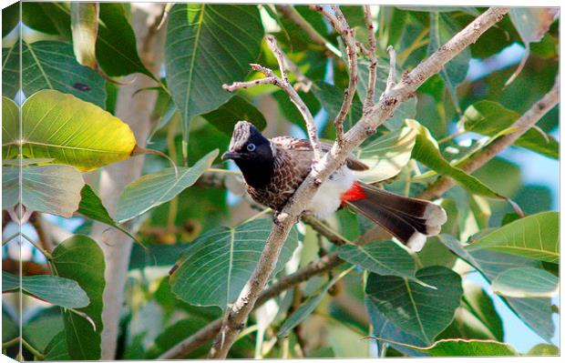 Red-vented Bulbul Canvas Print by Jacqueline Burrell
