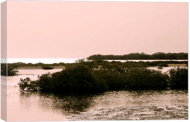 Mangroves at dawn, Bir Shelateen Canvas Print by Jacqueline Burrell