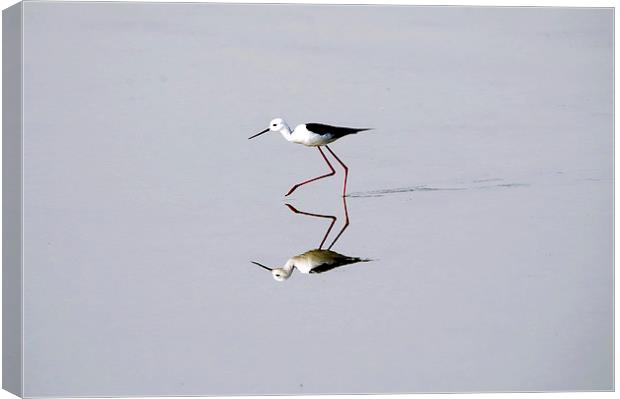 Best Foot Forward 1 Canvas Print by Jacqueline Burrell