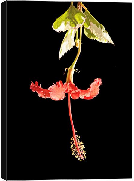 Hibiscus Snow Queen Canvas Print by Jacqueline Burrell