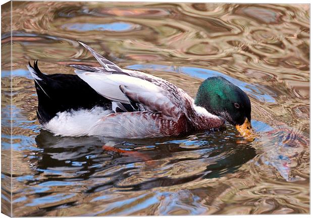 A Mallard and Pond Patterns Canvas Print by Jacqueline Burrell