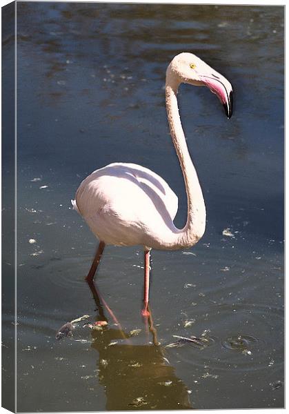 Greater Flamingo Canvas Print by Jacqueline Burrell