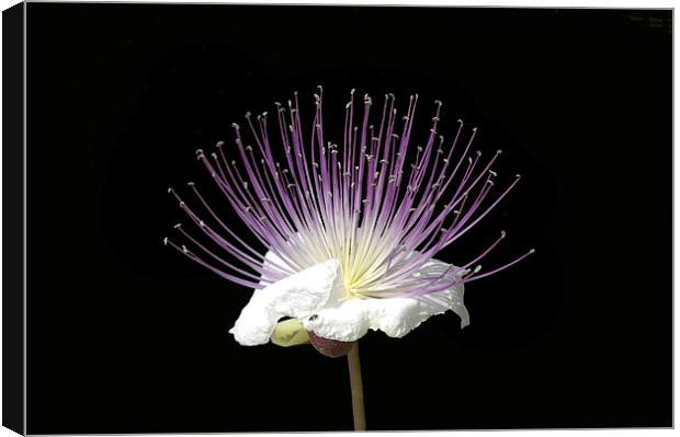 The Caper Flower Canvas Print by Jacqueline Burrell