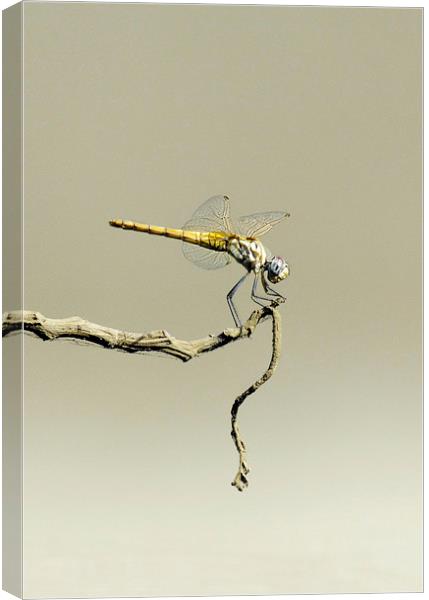 Globe Skimmer or Wandering Glider Canvas Print by Jacqueline Burrell