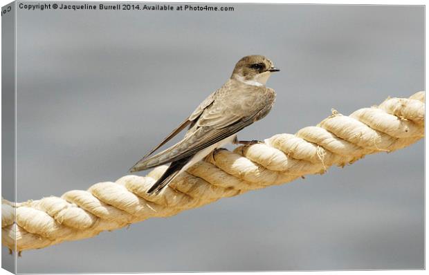 Migrating Sand Martin Canvas Print by Jacqueline Burrell