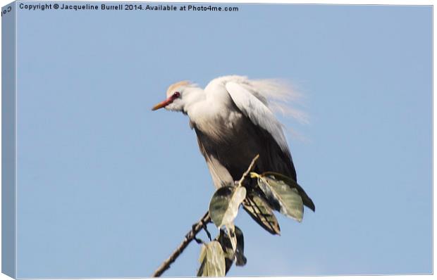 Cattle Egret Canvas Print by Jacqueline Burrell