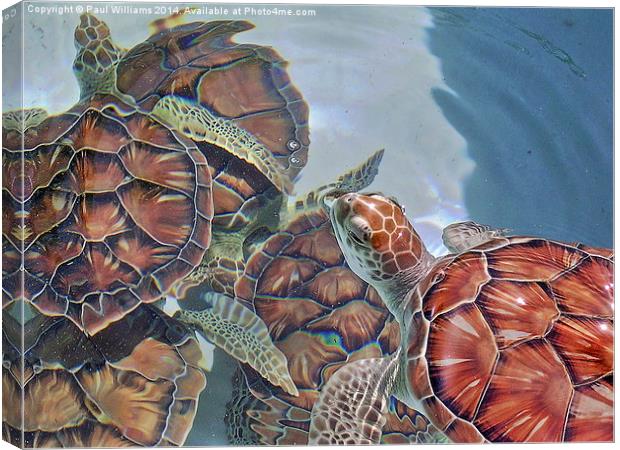 Sea Turtles Canvas Print by Paul Williams