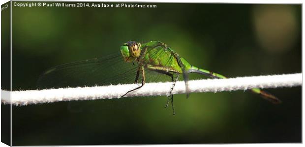  Green Dragonfly (Great Pondhawk) Canvas Print by Paul Williams