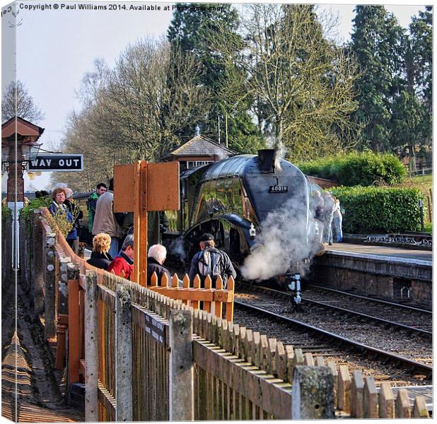  Bittern at Crowcombe Heathfield Canvas Print by Paul Williams