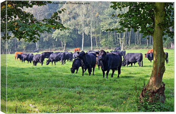 Grazing Cows Canvas Print by Paul Williams