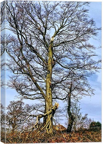  The Lightning Tree Canvas Print by Paul Williams