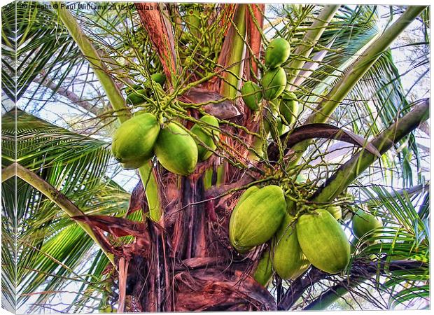 Palm Coconuts Canvas Print by Paul Williams