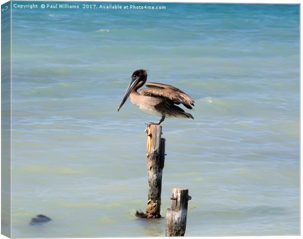 Pelican on Post Canvas Print by Paul Williams