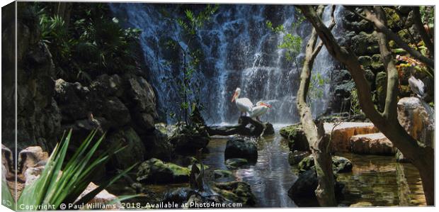 Pelicans & Waterfall Canvas Print by Paul Williams
