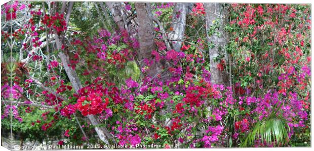 Bougainvillea Canvas Print by Paul Williams