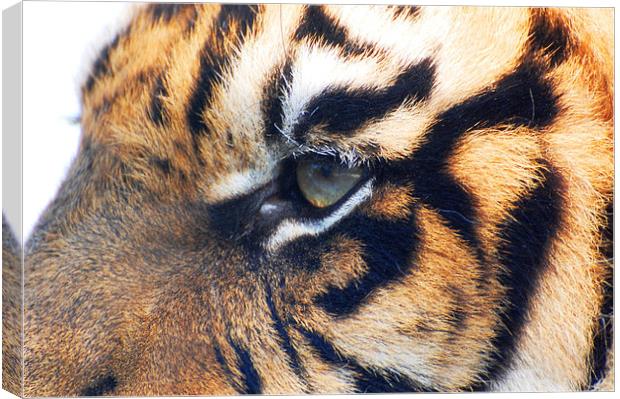 Eye Of The Tiger Canvas Print by Sarah Griffiths