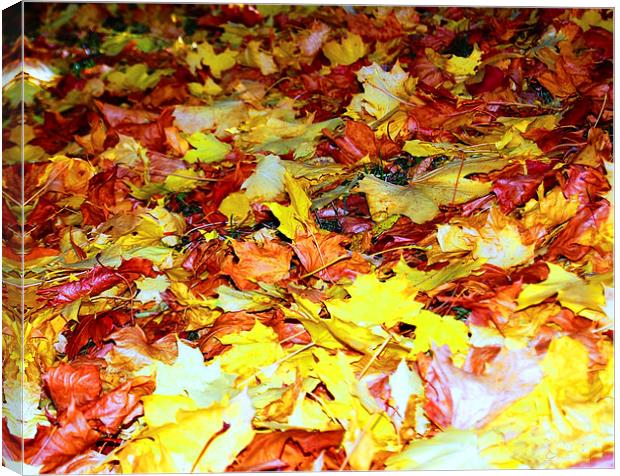 Autume Leaves Canvas Print by Sarah Griffiths