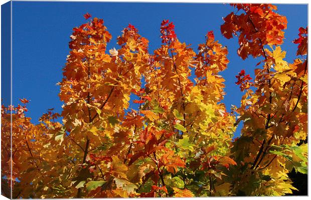 Autumn Sky Canvas Print by Sarah Griffiths