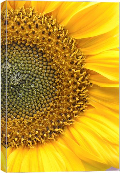 Sunflower Canvas Print by Sarah Griffiths