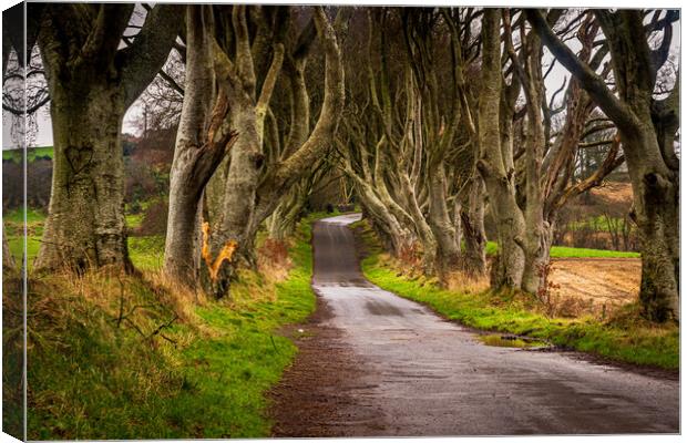 The Dark Hedges County Antrim Northern Ireland Canvas Print by Chris Curry