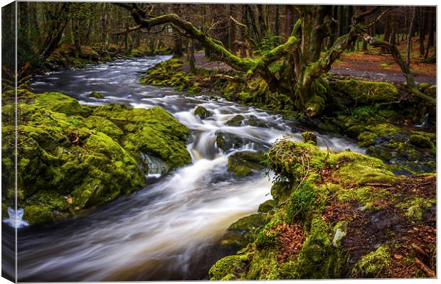 Tollymore Forest, Northern Ireland, Mournes  Canvas Print by Chris Curry