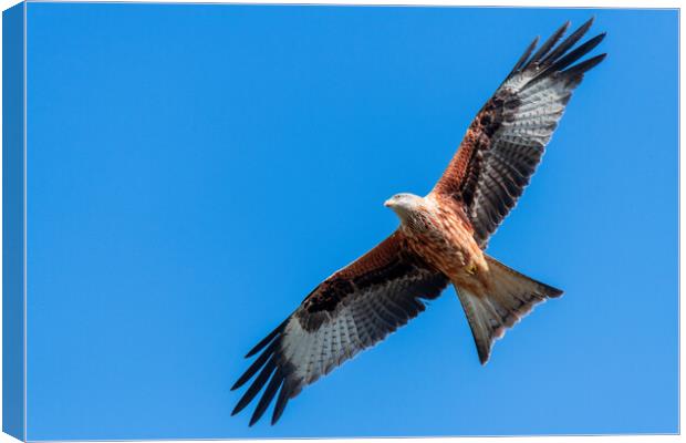 Red Kite Under a Blue Sky Canvas Print by Dave Wood