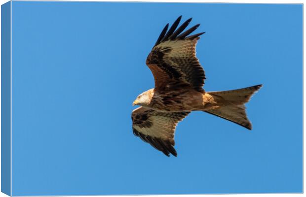 A close up of a red kite flying in the sky Canvas Print by Dave Wood