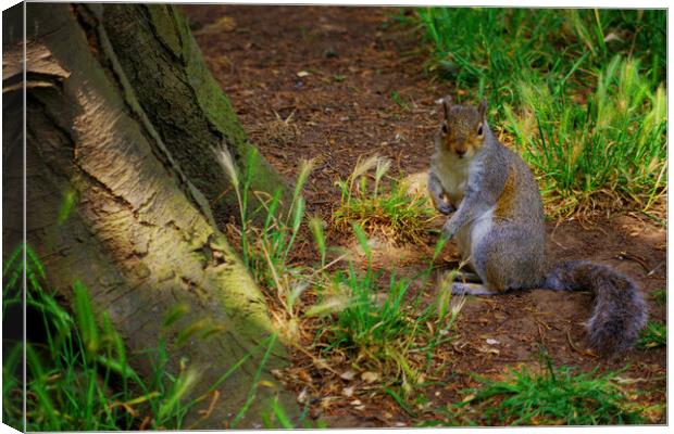 Squirrel in the Grass Canvas Print by Ian Pettman