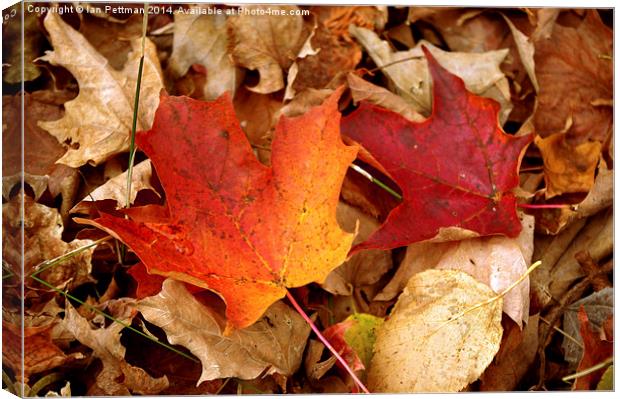 Michigan Fall Leaves Canvas Print by Ian Pettman