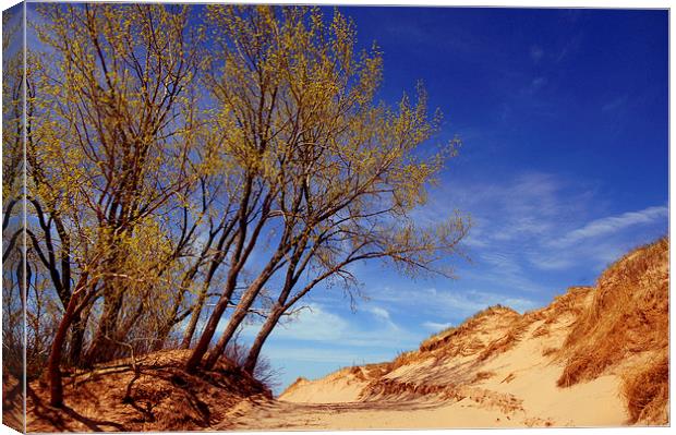  The Dunes Canvas Print by Ian Pettman