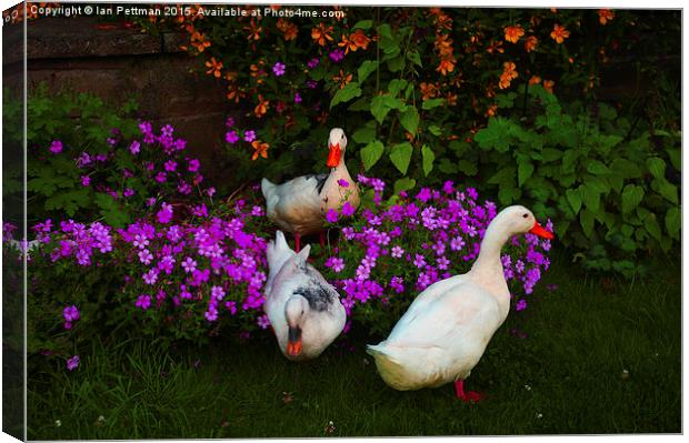  Ducks and Daisies Canvas Print by Ian Pettman