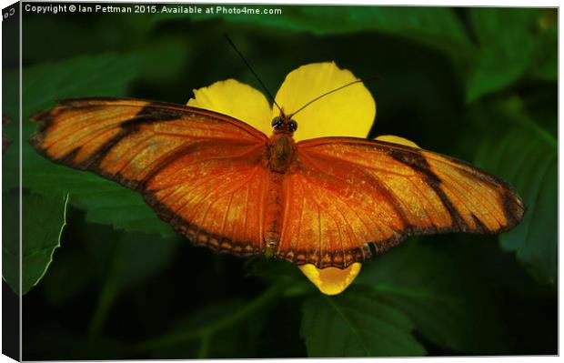  Orange Julia Canvas Print by Ian Pettman