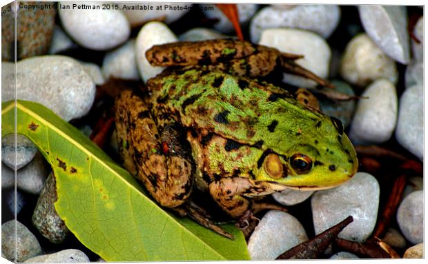 The Frog Canvas Print by Ian Pettman