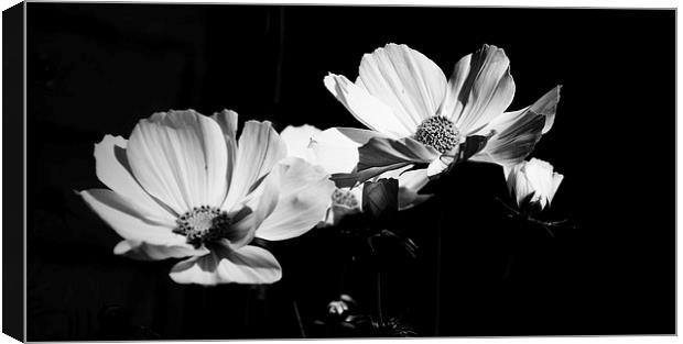 Dark and Light in Bloom Canvas Print by Gordon Pearce