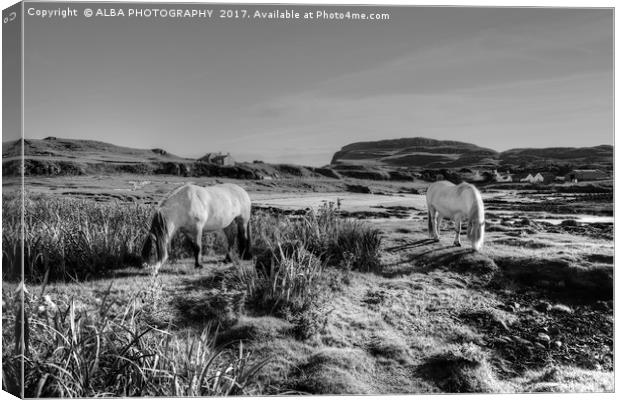 Highland Ponies on The Isle of Muck. Canvas Print by ALBA PHOTOGRAPHY