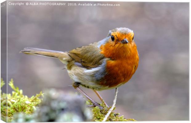 Robin Red Breast Canvas Print by ALBA PHOTOGRAPHY