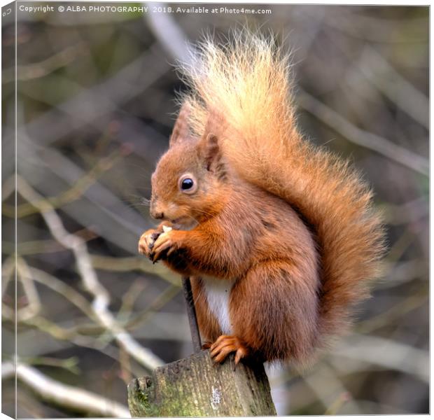 The Red Squirrel Canvas Print by ALBA PHOTOGRAPHY