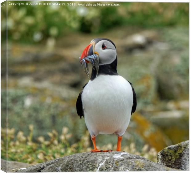 The Atlantic Puffin Canvas Print by ALBA PHOTOGRAPHY