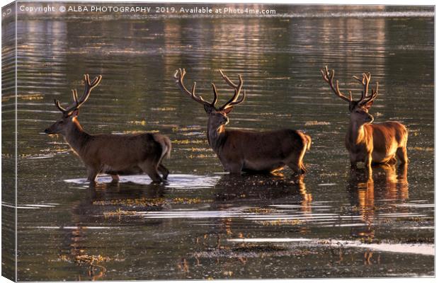 Red Deer at Sunset on the Isle of Arran. Canvas Print by ALBA PHOTOGRAPHY