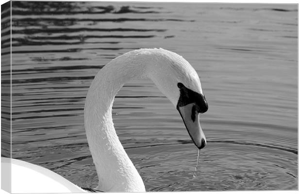 Mute Swan Canvas Print by Rob Seales