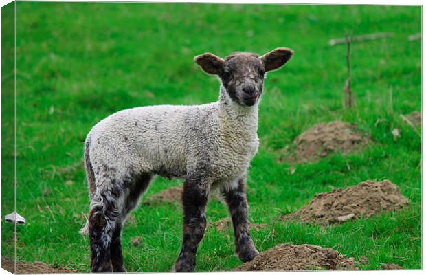 Little Lamb Canvas Print by Rob Seales
