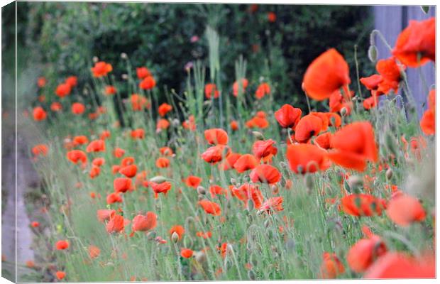 Rememberance Canvas Print by Rob Seales