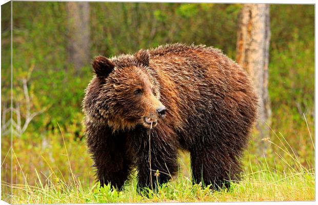 Grizzly Bear Canvas Print by Stephen Stookey