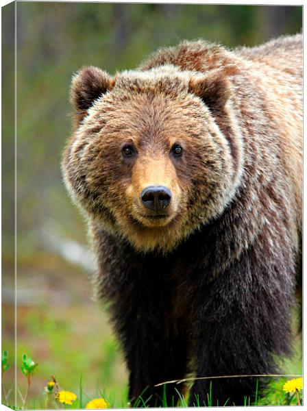 Grazing Grizzly Canvas Print by Stephen Stookey