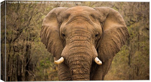  Elephant Watching Canvas Print by Stephen Stookey