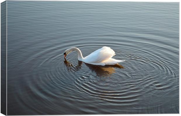 Swan on the River Canvas Print by Michael Ross
