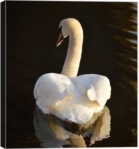 Swan Reflection Canvas Print by Michael Ross